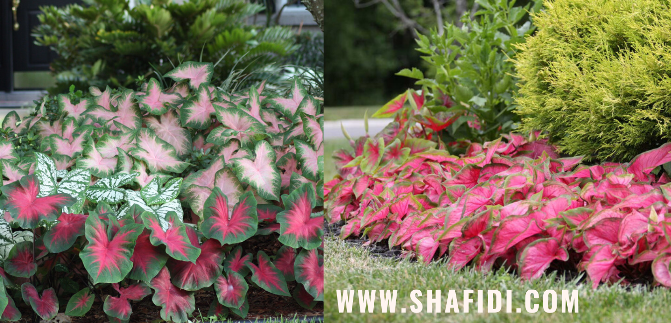 SBJEI-FRESH FOLIAGE PLANTS OF BANGLADESH